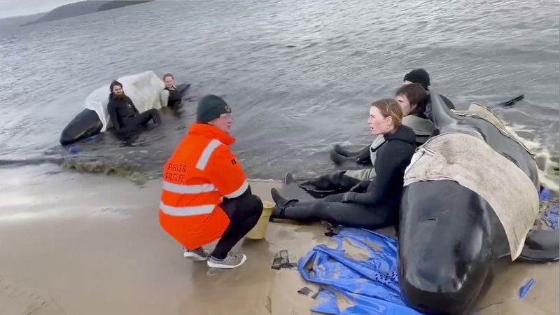 Whale rescue efforts take place at Macquarie Heads in Tasmania