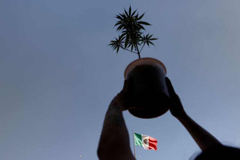 An activist in favor of legalized marijuana holds a marijuana