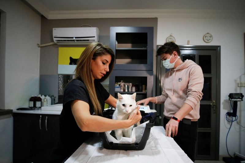 Veterinarian Denli treats a cat at a veterinary clinic in