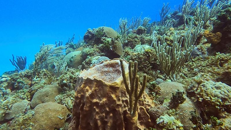 View of a coral colony in Havana