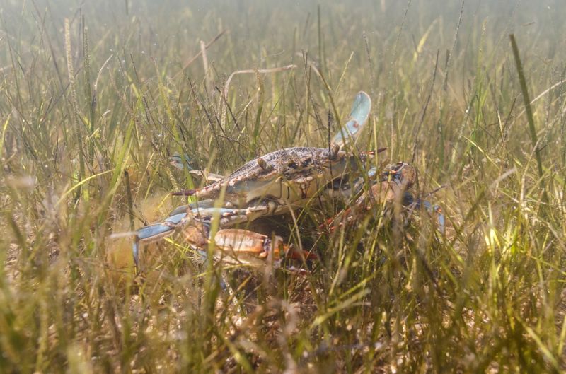 Blue crab is seen in Adriatic Sea near Ploce