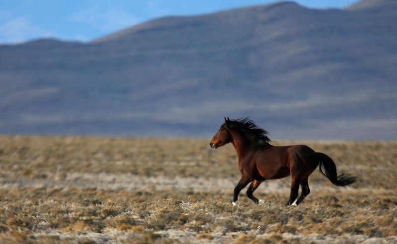 FILE PHOTO: A wild horse gallops across a range as