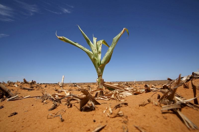 FILE PHOTO: A maize plant is seen among other dried