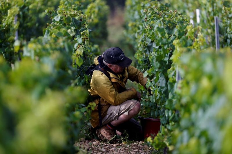 Candles save Grand Cru Chablis as frosts ravage vineyards in