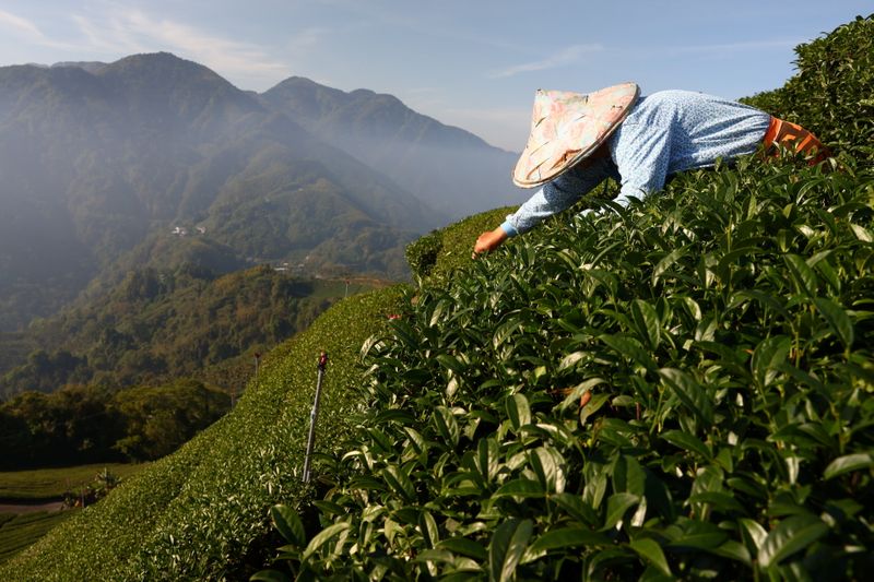 The Wider Image: Climate-fuelled drought forces Taiwan tea farmer in