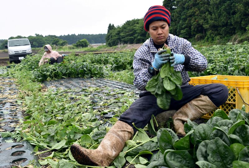 FILE PHOTO: Workers from Thailand work at Green Leaf farm,