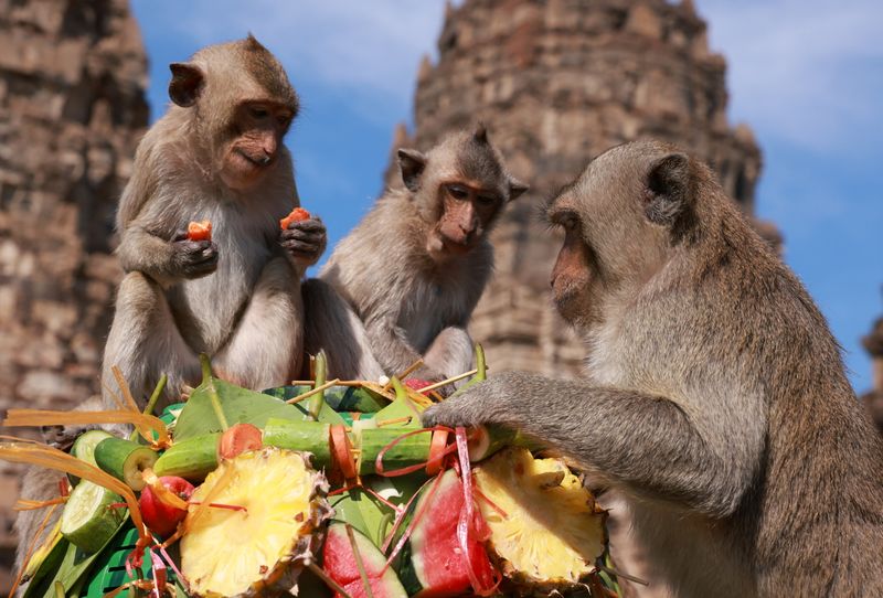Annual Monkey Festival resumes in Thailand’s Lopburi province