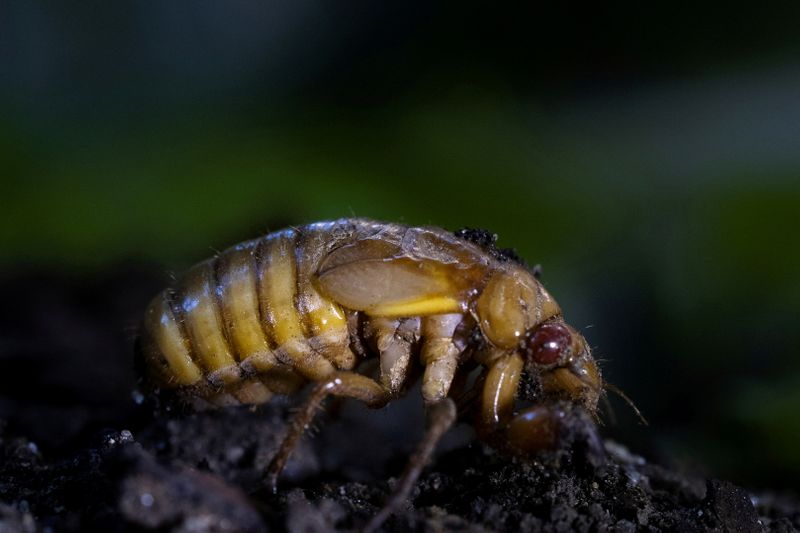 FILE PHOTO: A nymph stage Brood X cicada is seen