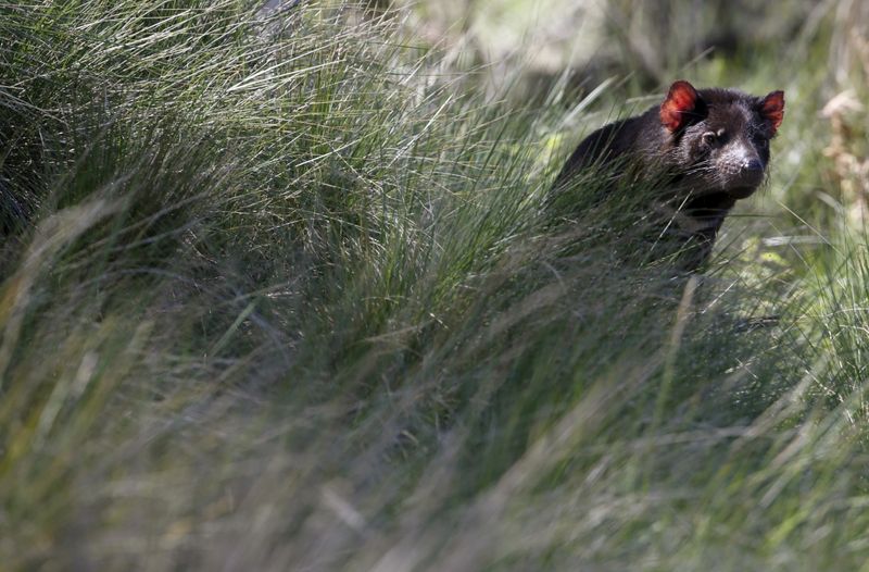 FILE PHOTO: Tasmanian Devil sits among tall grass as a