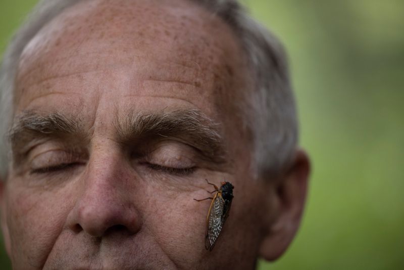 The Wider Image: Getting up close with cicadas to find