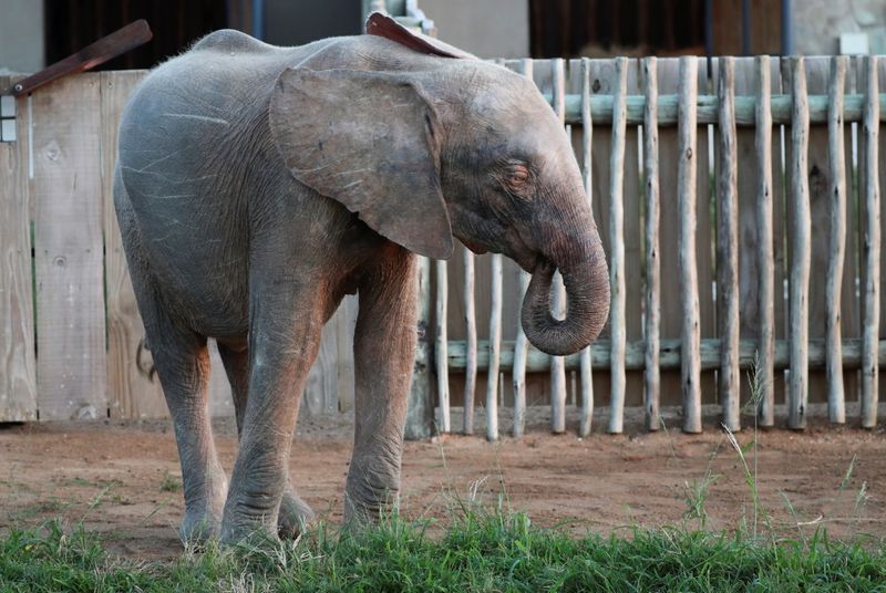 Khanyisa, an albino elephant calf rescued after being caught in