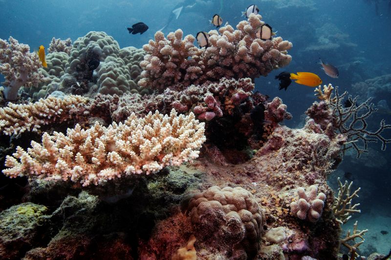 Reef fish swim above recovering coral colonies on the Great