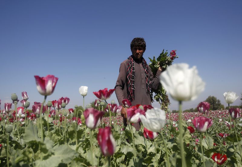 FILE PHOTO: An Afghan man works on a poppy field
