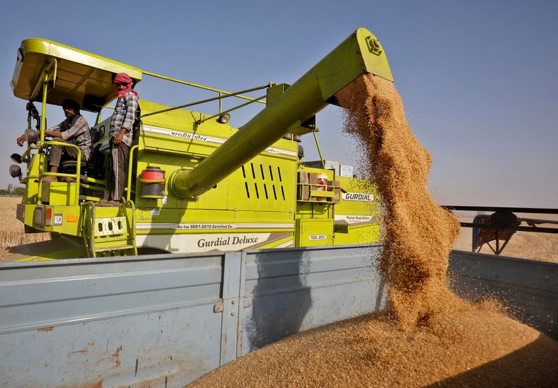 FILE PHOTO: A combine deposits harvested wheat in a tractor