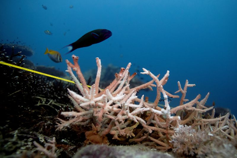 FILE PHOTO: A bleaching coral is seen in the place