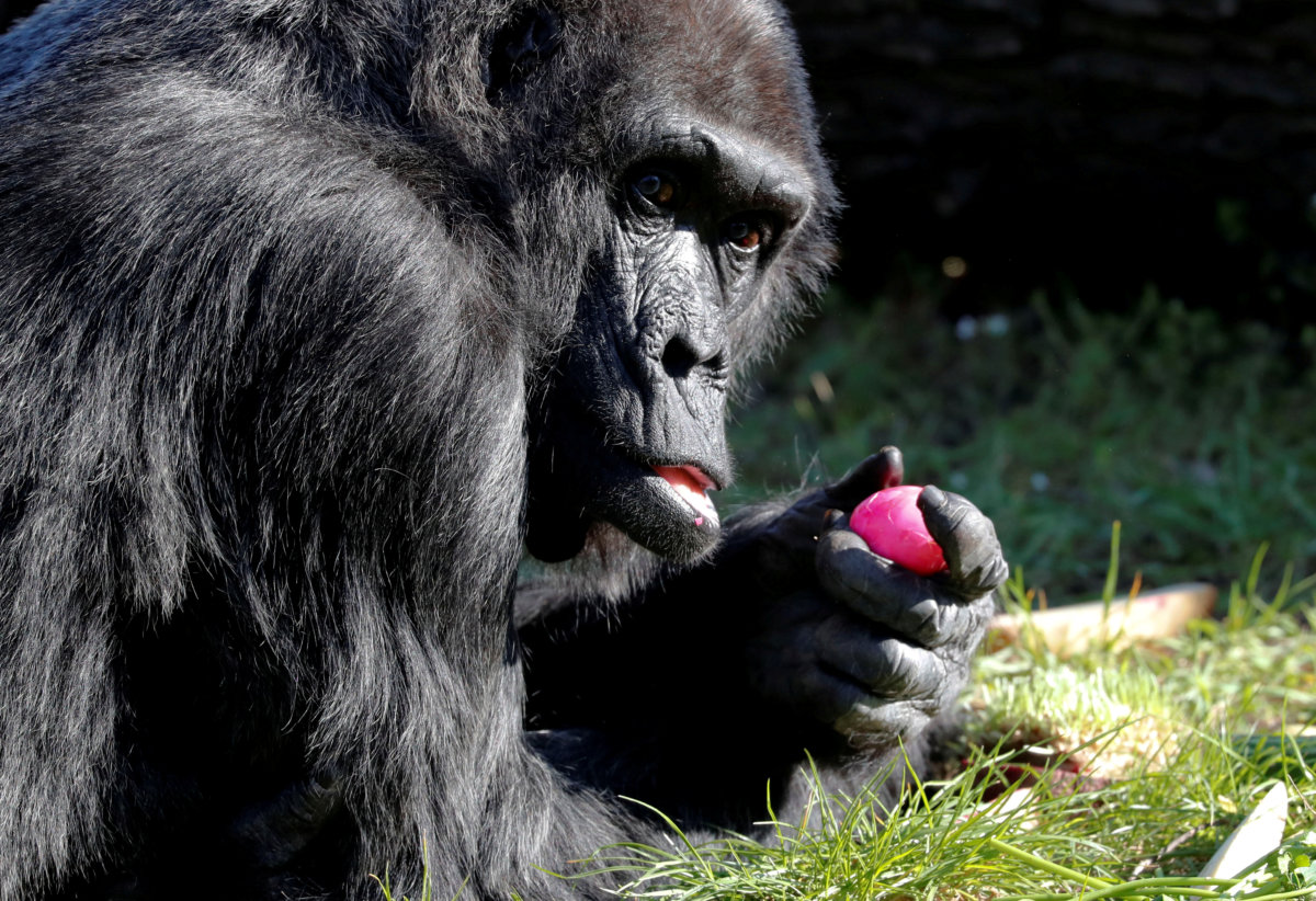 FILE PHOTO: Western lowland gorilla Fatou eats a hard-boiled Easter
