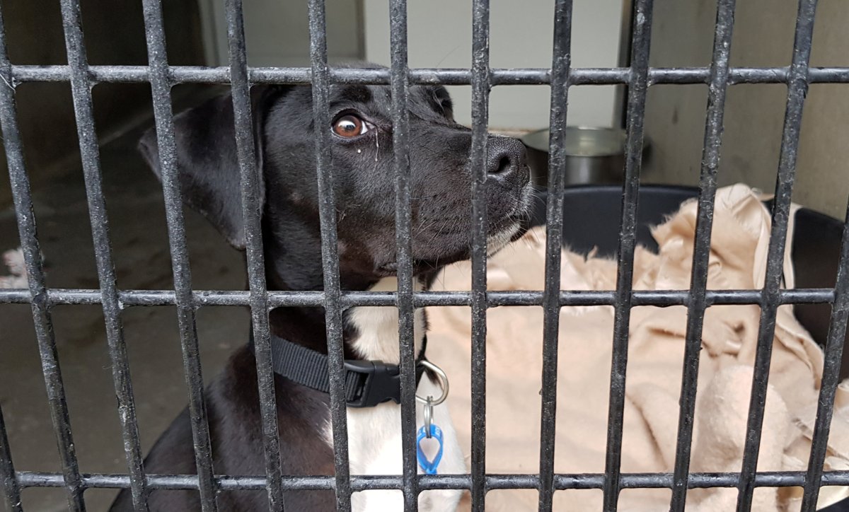 A dog sits in its enclosure at RSPCA NSW shelter