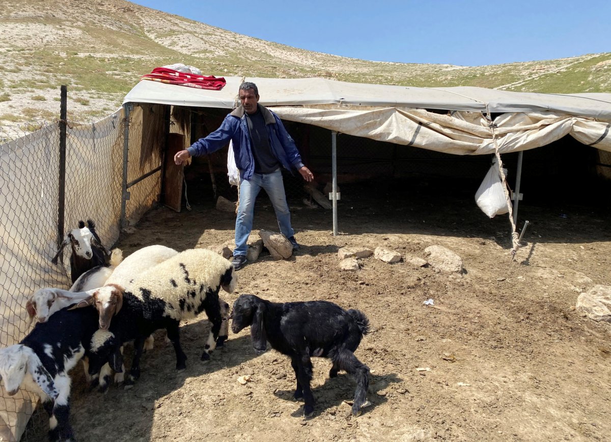Palestinian bedouin man looks after sheep and goats in al-Ubeidiya
