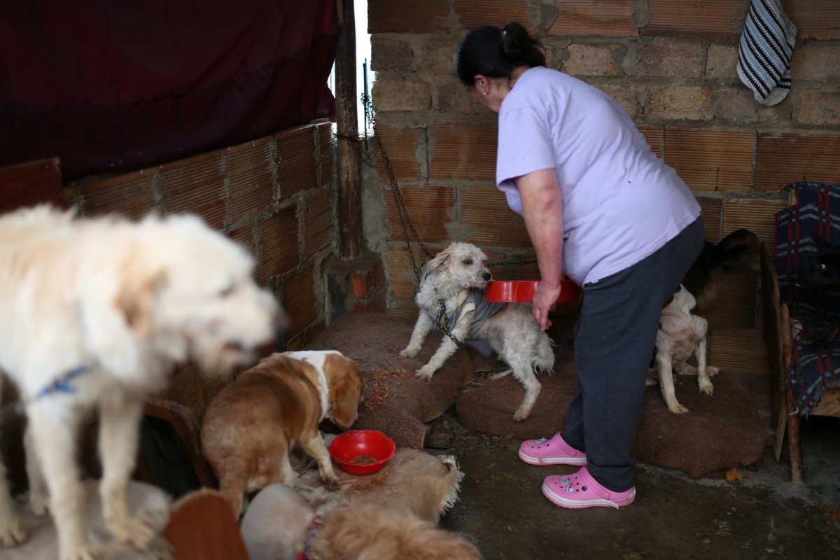 Blanca Rodriguez, animal shelter owner, feeds dogs she has rescued