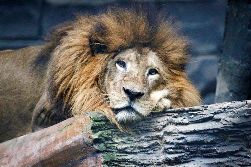 Raja, a 17-year-old African lion,  is seen at a
