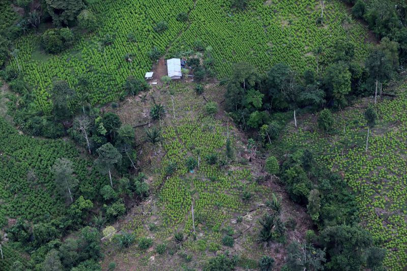 FILE PHOTO: An aerial view of coca plantations in Tumaco,