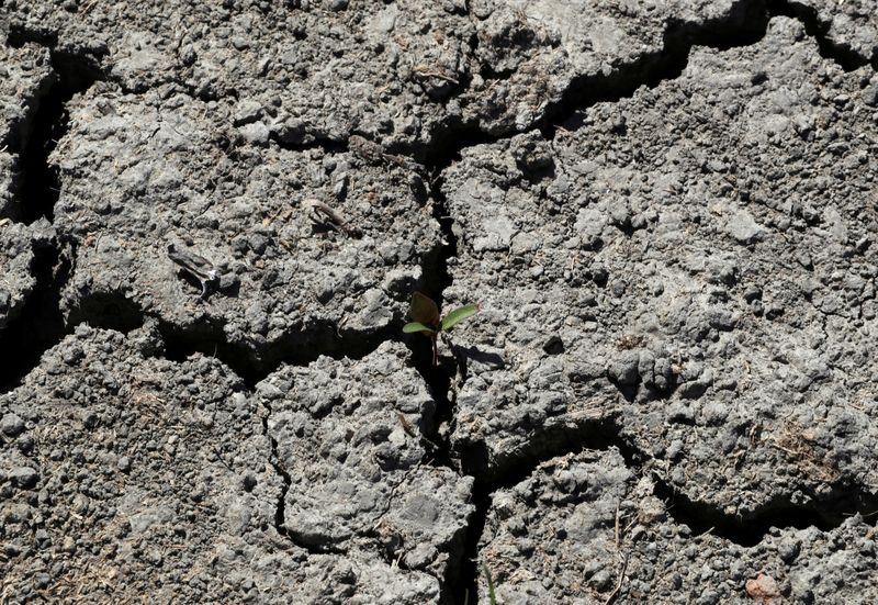 FILE PHOTO: Corn sprout is seen among dry earth in