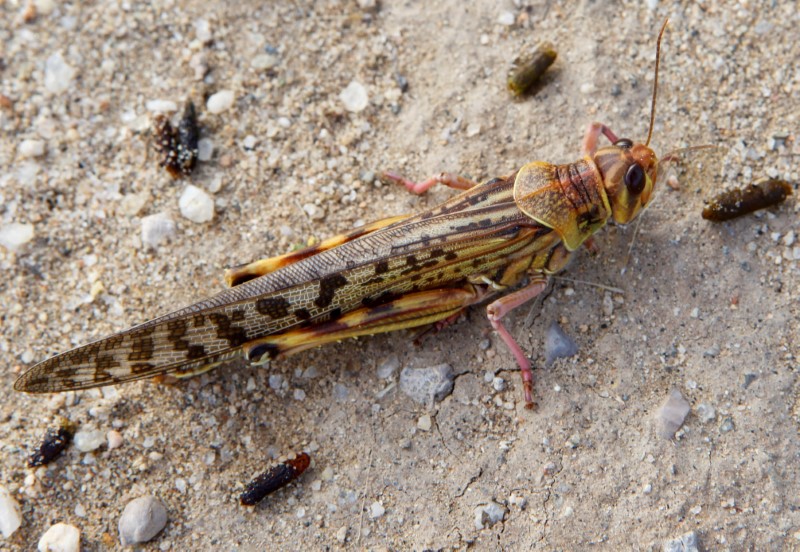 FILE PHOTO: A desert locust is seen in a grazing