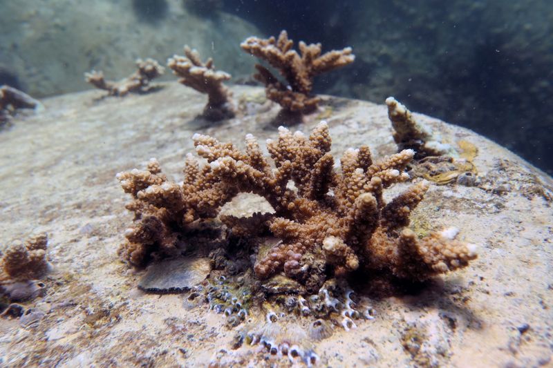 Coral grows after being transplanted near Dibba Port in Fujairah
