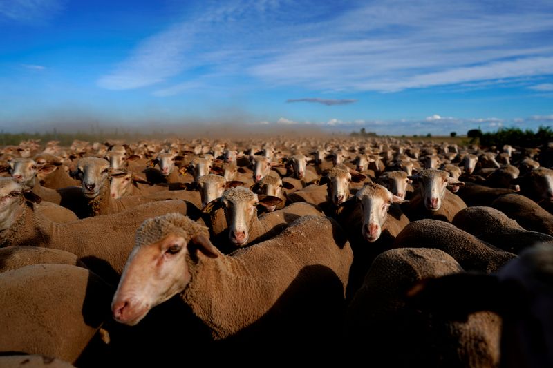 A flock of sheep are seen amid the coronavirus disease