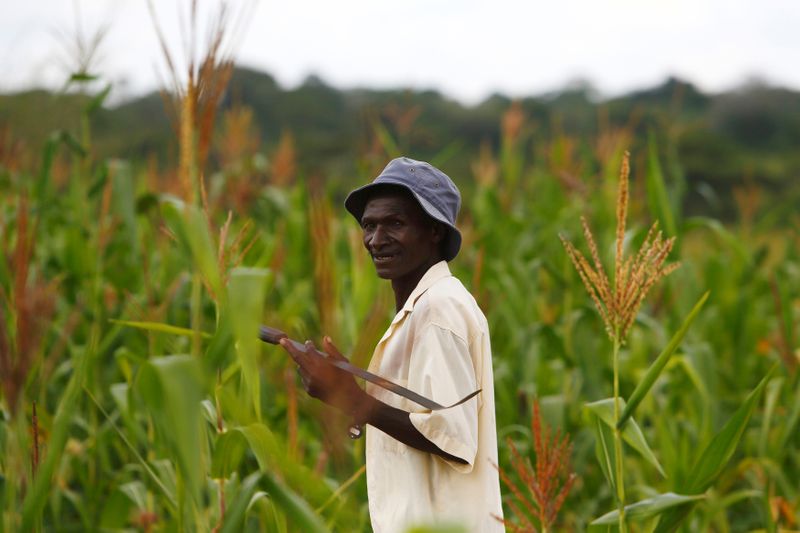 FILE PHOTO: A farmer walks through his field of maize