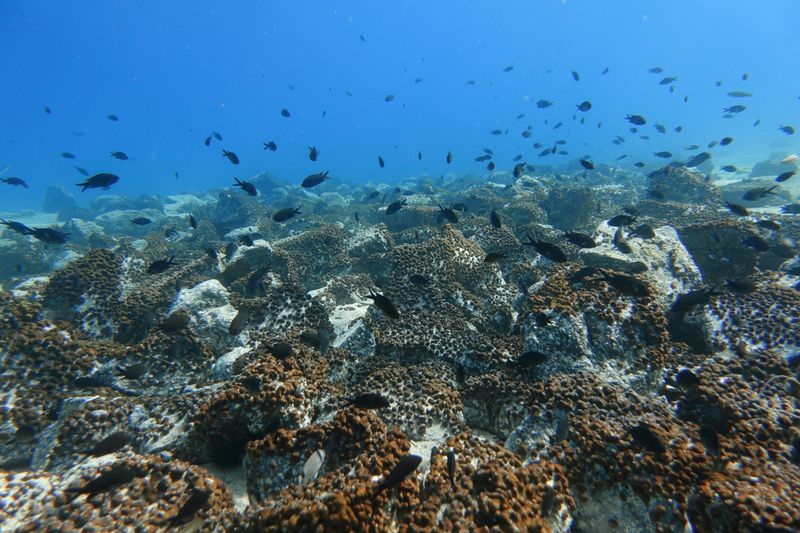 A shoal of fish is seen off the island of