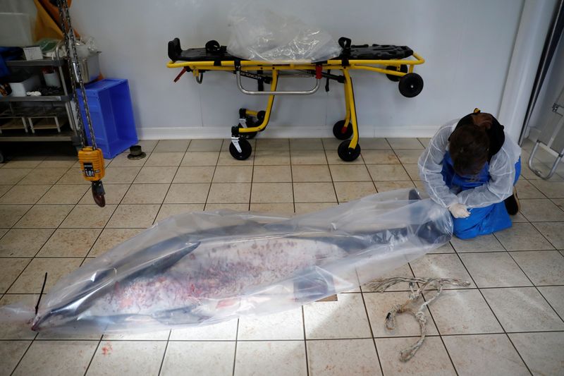 Dead dolphins are washing up on France’s Atlantic coast in