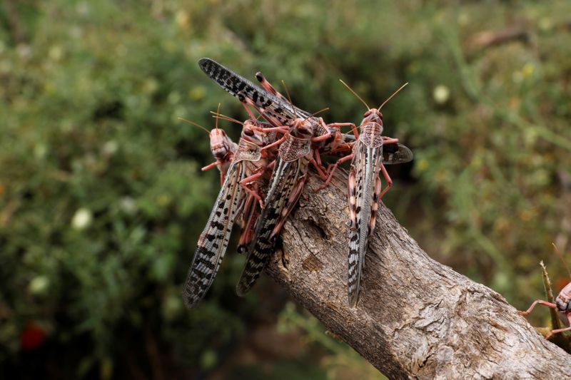 Locusts are seen after devastating a tomato farm near the