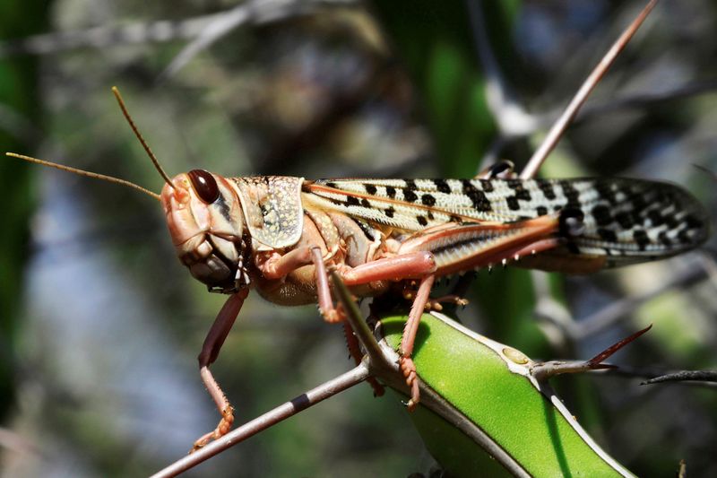 FILE PHOTO: A desert locust is seen feeding on a