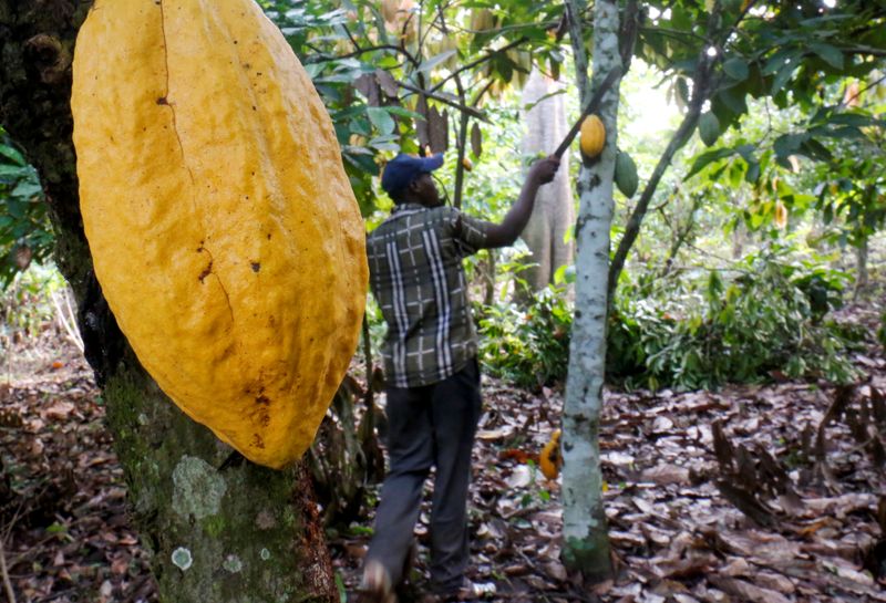 FILE PHOTO: A farmer works in a cocoa farm in