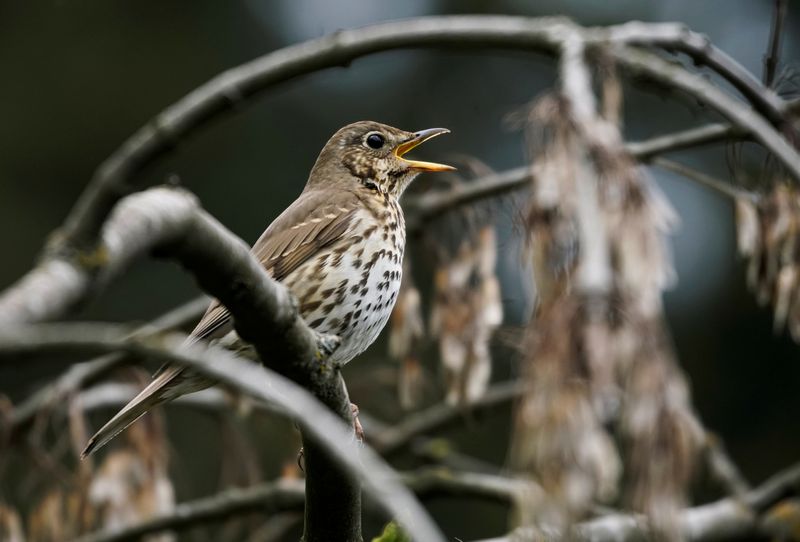 FILE PHOTO: A song thrush sings a song on a
