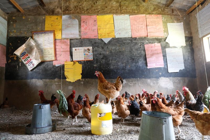 Chickens are seen in a classroom converted into a poultry