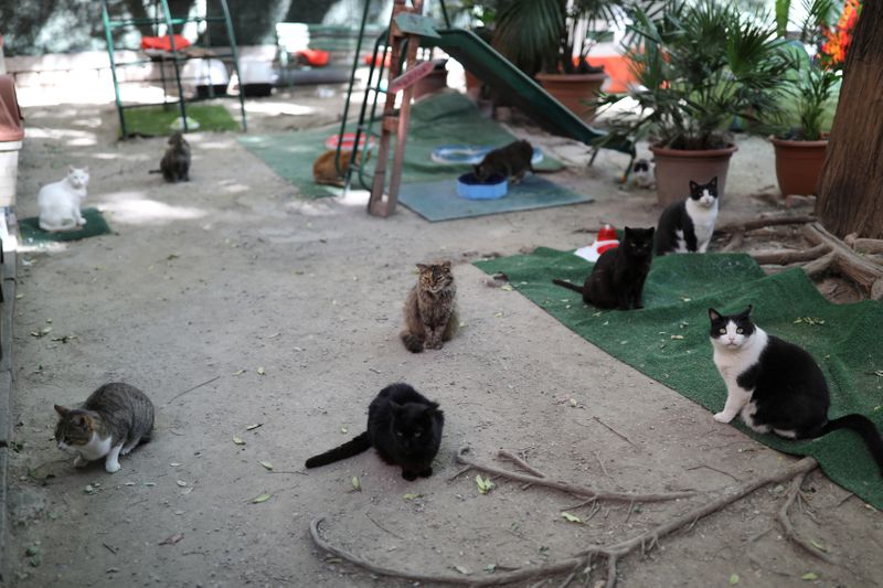 Barcelona cat sanctuary holds interviews via Instagram with people who