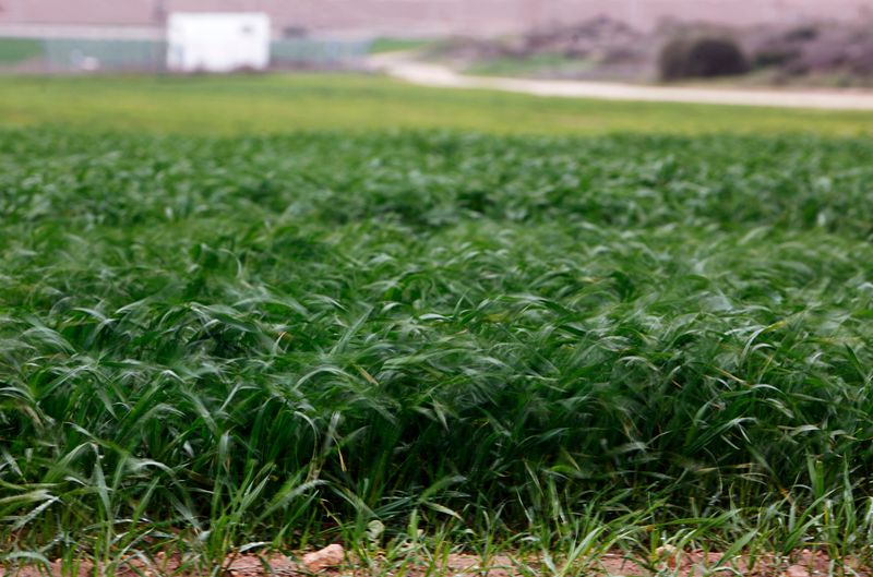 FILE PHOTO: The wind blows across a wheat field belonging