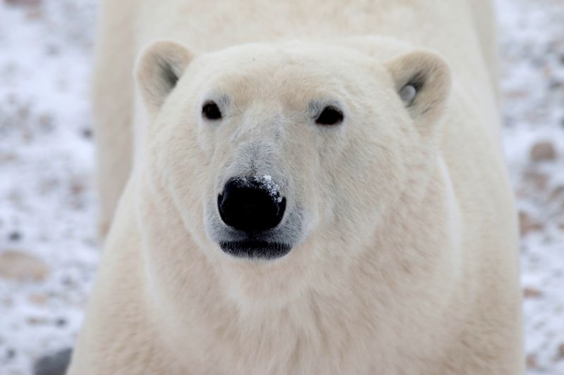A young male polar bear waits for the sea ice
