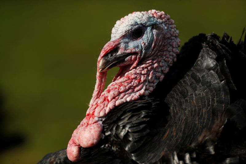 Turkeys are seen in the fields of Kings Coppice Farm,