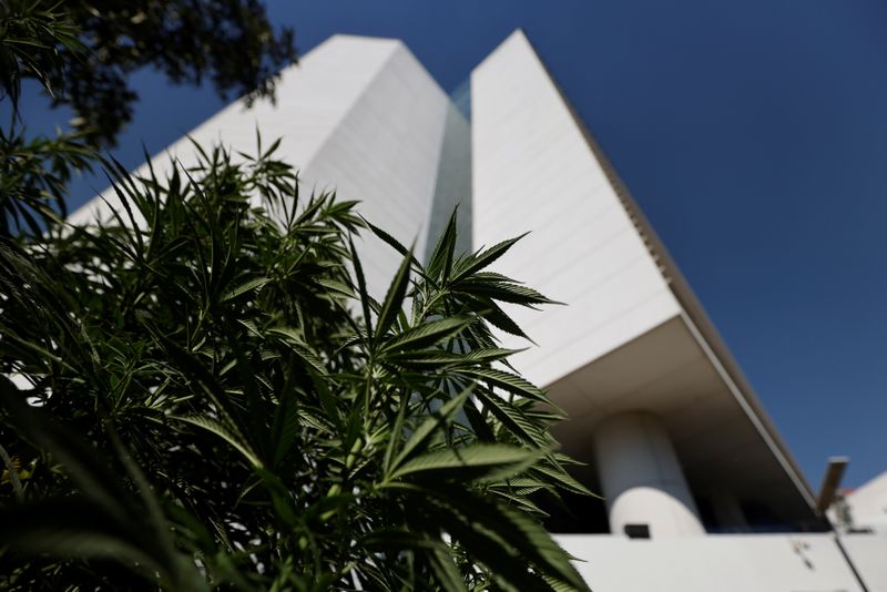 Marijuana leaves are seen next to Mexico’s Senate building