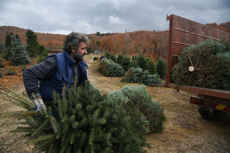 Workers gather fir trees, grown to be sold as Christmas