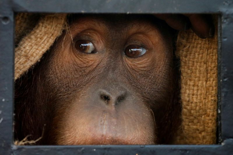 An orangutan, which was seized from the Thailand-Malaysia border 3