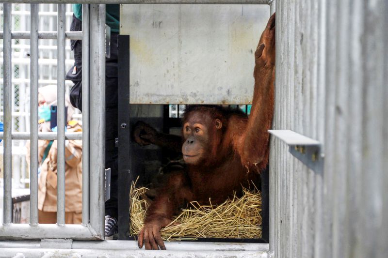 Orangutan, which was seized from the Thailand-Malaysia border 3 years