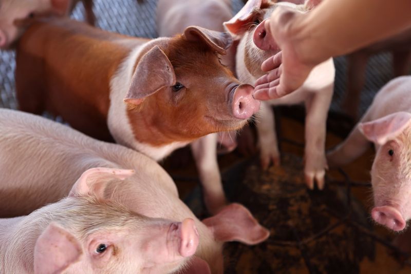 FILE PHOTO: Pigs are seen on a pig farm in