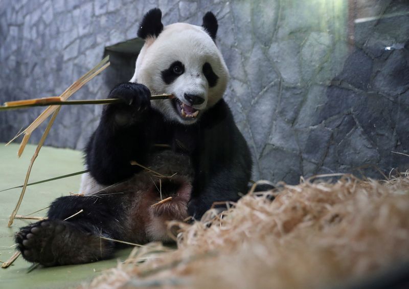 FILE PHOTO: A giant panda eats bamboo at a zoo
