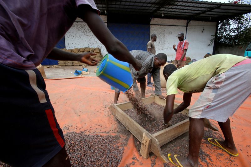 FILE PHOTO: Workers sift cocoa beans in Soubre, Ivory Coast