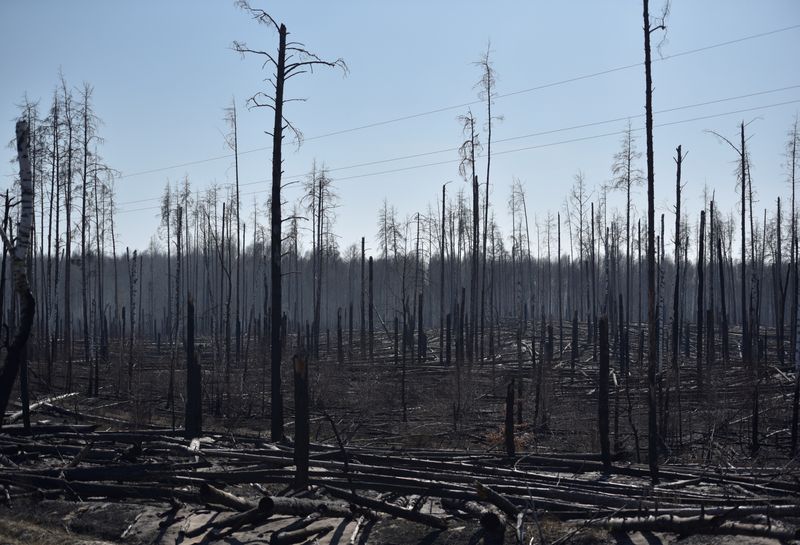 Burned trees are seen after a forest fire outside the