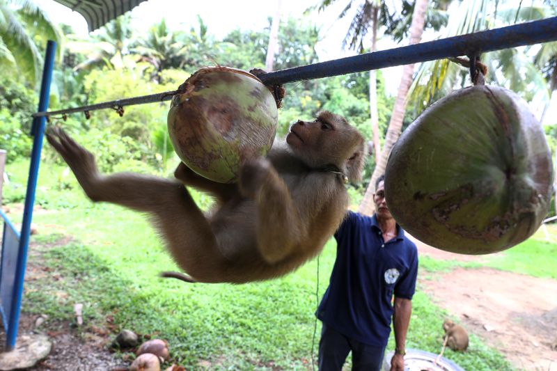 Nirun Wongwiwat, 52, a monkey trainer, trains a monkey during